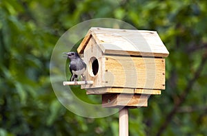 Oriental Magpie Robin