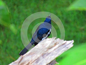 Oriental magpie-robin or Copsychus saularis or black robin