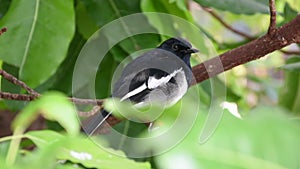 Oriental Magpie Robin Copsychus saularis - a black and white bird