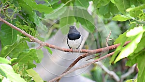Oriental Magpie Robin Copsychus saularis - a black and white bird