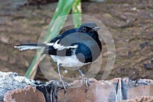 Oriental Magpie Robin Copsychus saularis - a black and white bird from the Muscicapidae family - perched on a tree in the