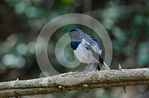 Oriental magpie robin Copsychus saularis on branch