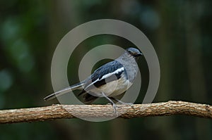 Oriental magpie robin Copsychus saularis on branch