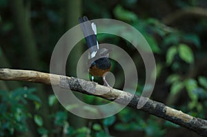 Oriental magpie robin Copsychus saularis on branch