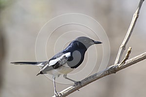 Oriental magpie-robin Copsychus saularis on the branch of plant