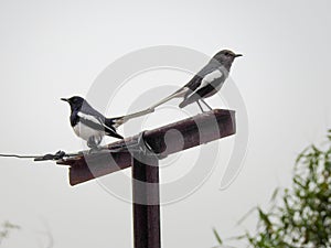 Oriental magpie-robin Copsychus saularis couple sitting on a pole