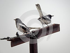 Oriental magpie-robin Copsychus saularis couple sitting on a pole