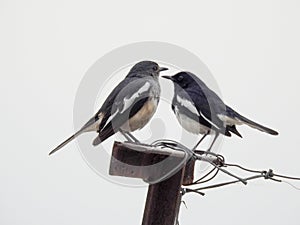 Oriental magpie-robin Copsychus saularis couple sitting on a pole