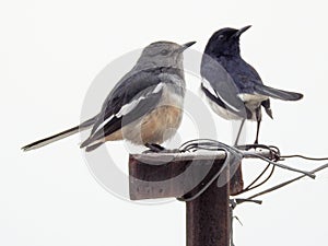 Oriental magpie-robin Copsychus saularis couple sitting on a pole