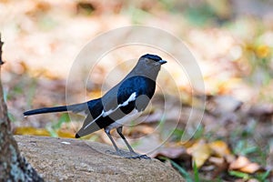 Oriental magpie-robin or Copsychus saularis on the ground