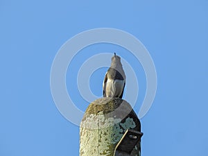 Oriental magpie robin Copsychus saularis hanging on a stone