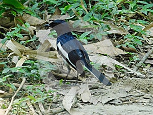 Oriental magpie robin Copsychus saularis, india