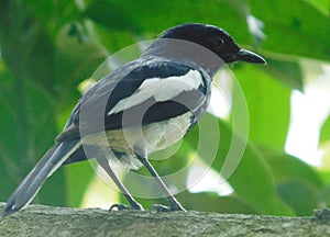 Oriental magpie robin Copsychus saularis, india