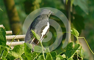Oriental magpie robin Copsychus saularis, india