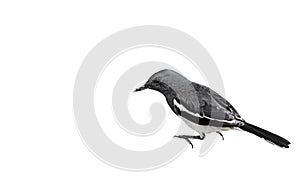 Oriental Magpie Robin or Copsychus Saularis Isolated on White Ba