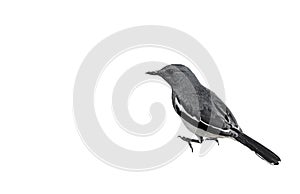 Oriental Magpie Robin or Copsychus Saularis Isolated on White Ba