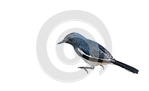 Oriental Magpie Robin or Copsychus Saularis Isolated on White Ba