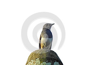 Oriental magpie robin Copsychus saularis isolated on white background.