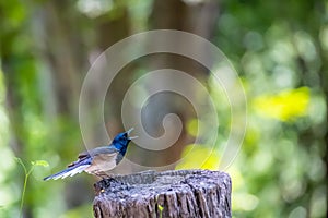 Oriental Magpie Robin Copsychus saularis on the log