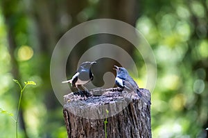 Oriental Magpie Robin Copsychus saularis on the log