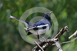 Oriental Magpie Robin Copsychus saularis Male Beautiful Birds of Thailand