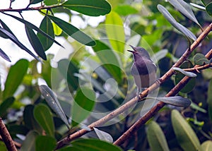 Oriental Magpie-Robin (Copsychus saularis): Melodious Muse of Asian Gardens