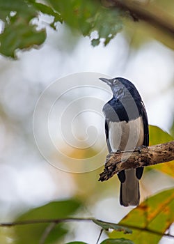 Oriental Magpie-Robin (Copsychus saularis): Melodious Muse of Asian Gardens