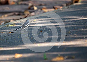 Oriental Magpie-Robin (Copsychus saularis): Melodious Muse of Asian Gardens