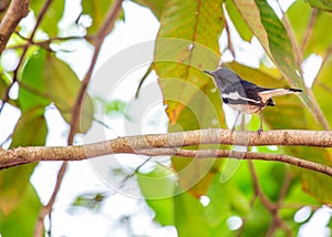 Oriental Magpie-Robin (Copsychus saularis): Melodious Muse of Asian Gardens