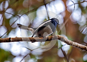 Oriental Magpie-Robin (Copsychus saularis): Melodious Muse of Asian Gardens