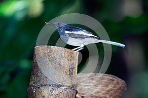 Oriental magpie-robin, Copsychus saularis, in a park.