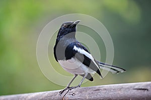 Oriental magpie-robin (Copsychus saularis) perched atop a wooden surface