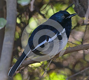 The oriental magpie-robin or Copsychus saularis sitting on a branch