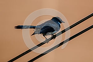 Oriental magpie-robin Copsychus saularis sitting on electricity cable