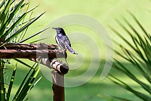 Oriental magpie-robin or Copsychus saularis, small passerine bird