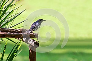 Oriental magpie-robin or Copsychus saularis, small passerine bird