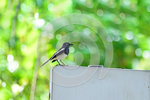 Oriental magpie-robin or Copsychus saularis, small passerine bird