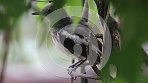 Oriental magpie robin Copsychus saularis stands on a metal frame