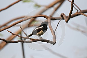 Oriental magpie-robin cute bird holding on branch part of tree a