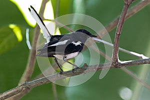 The Oriental magpie-robin dancing on a branch of a tree.