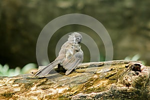 Oriental magpie robin On a dry tree