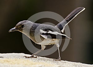 An oriental magpie robin feeding at a bird feeder