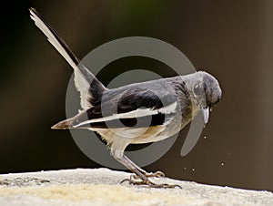 An oriental magpie robin feeding at a bird feeder