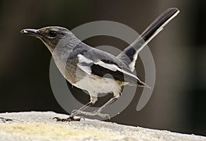 An oriental magpie robin feeding at a bird feeder