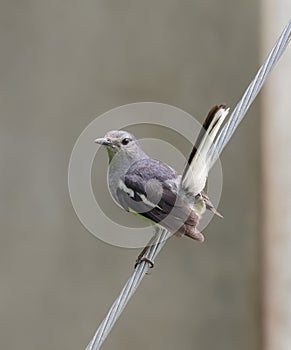 Oriental magpie robin female