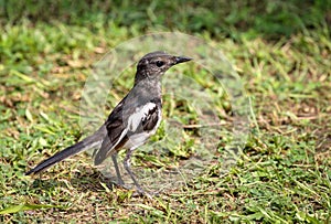 oriental magpie robin female