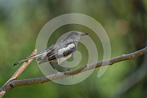 Oriental Magpie-robin female Copsychus saularis perching