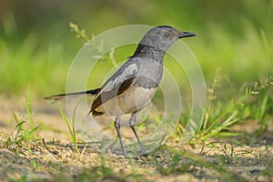 Oriental Magpie-robin female Copsychus saularis perching