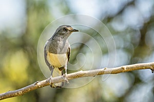 Oriental Magpie-robin female Copsychus saularis perching