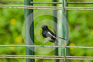 Oriental magpie robin on the fence